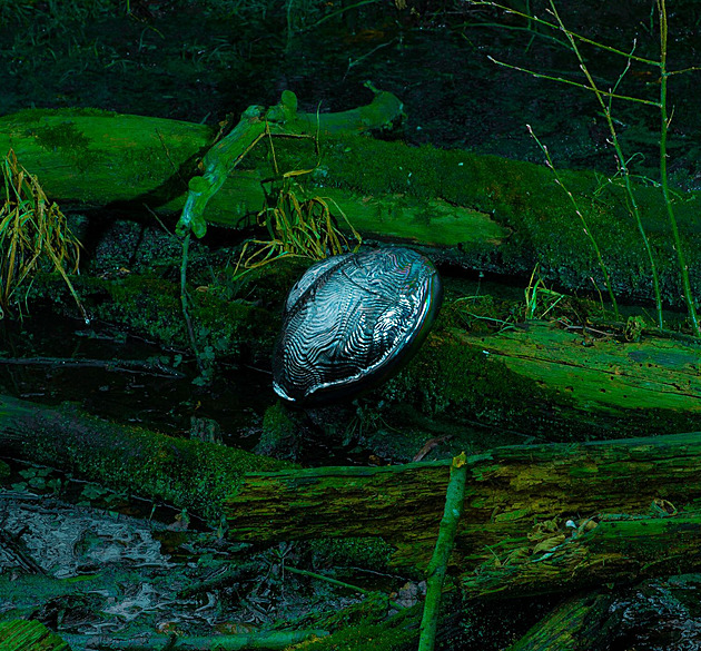 Výstava v Roudnici odhaluje tajemství vody, zvukové umění i fosilie