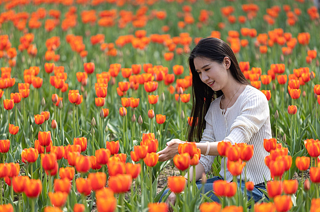 Tulipány sázejte včas a do správné hloubky. Na jaře se za to odvděčí