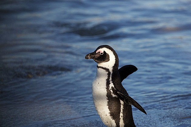 Naším lídrem bude tučňáčí chatbot. Japonskou stranu má řídit umělá inteligence
