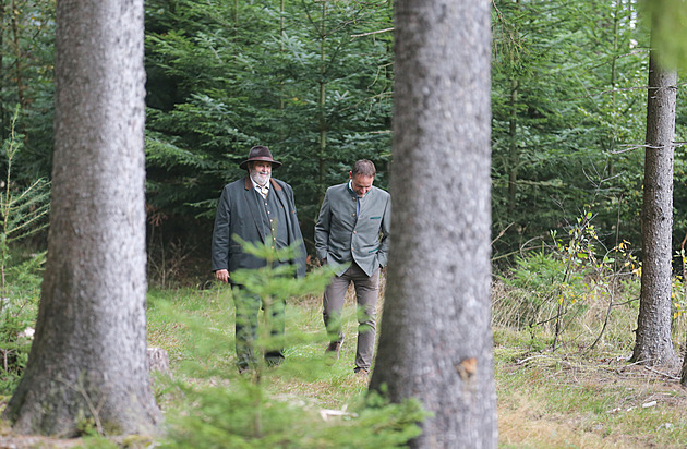 Jen třicet procent stromů smrky. Na Jihlavsku obnovují lesy po kůrovci