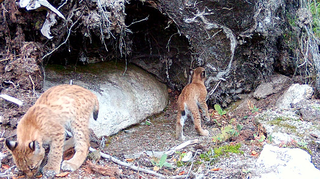V Krušnohoří se narodila rysí mláďata. Fotopast zachytila, jak zkoumají okolí