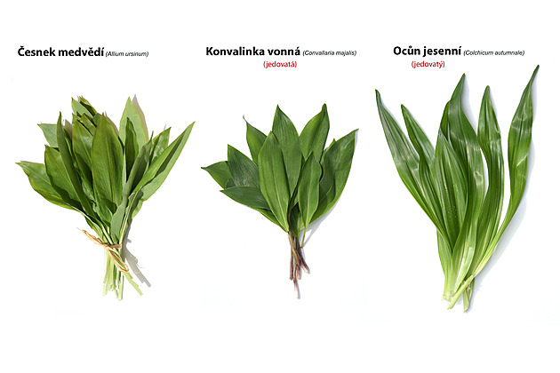 Začala sezona medvědího česneku. Trik s listím ochrání sběrače před otravou
