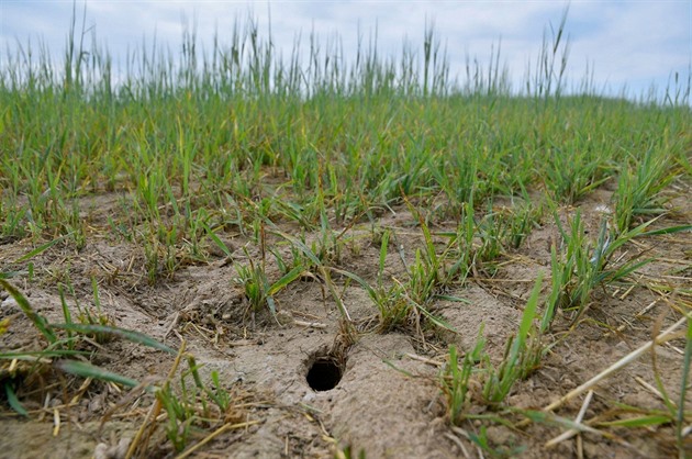 Zemědělci si oddechli, přemnožených hrabošů na polích ve Zlínském kraji ubylo